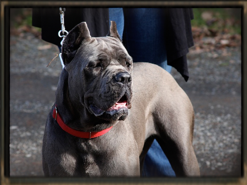 old world willow blue cane corso